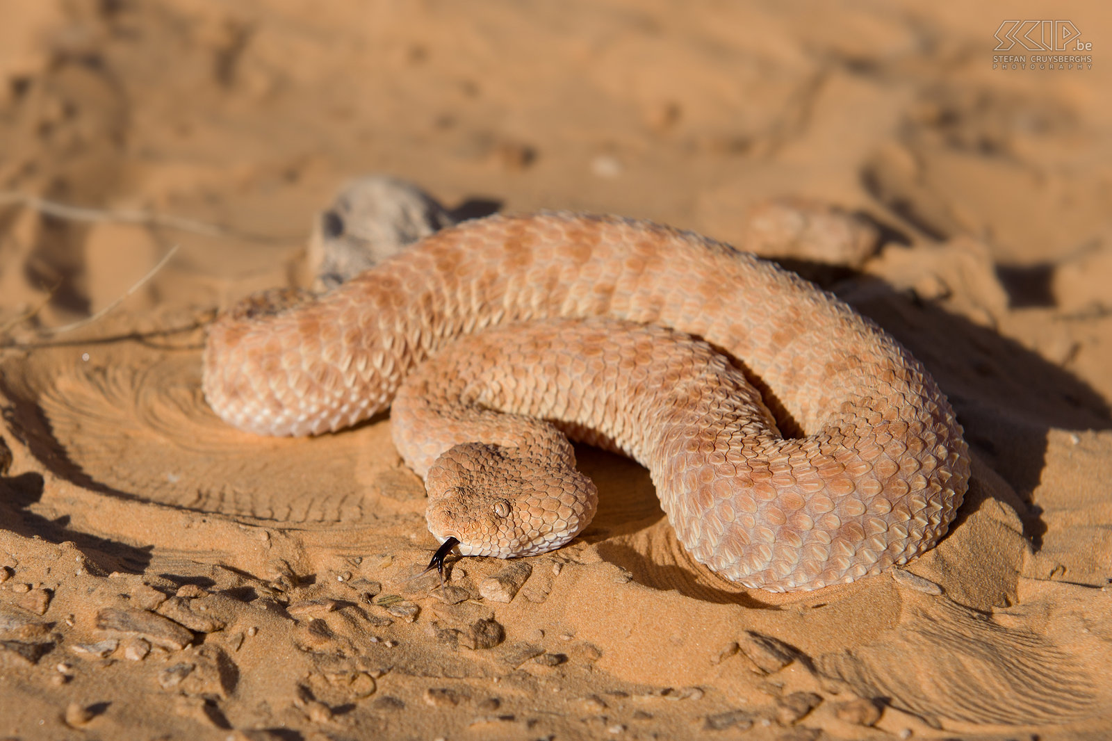Zand adder Deze zeer giftige zand adder (Cerastes vipera) is een van de typische woestijn slangen in Noord Afrika. Stefan Cruysberghs